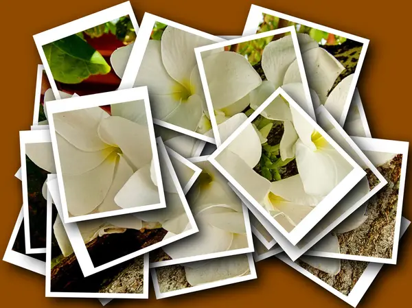 Collage de belle fleur délicate — Photo