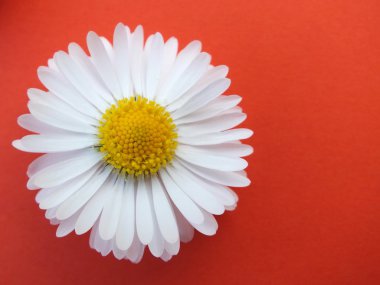 Bellis lerdeki, renkli arka plan önünde papatya
