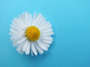 Bellis lerdeki, renkli arka plan önünde papatya