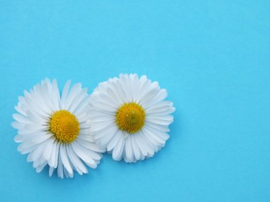 Bellis lerdeki, renkli arka plan önünde papatya