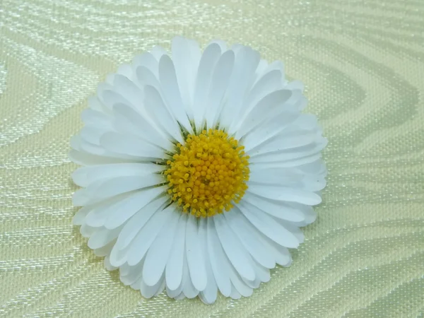Bellis perennis, daisy színes háttér előtt — Stock Fotó