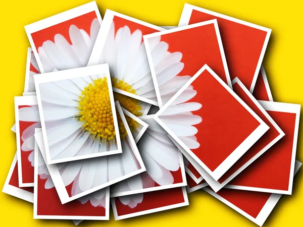 Collage, Bellis perennis, Margarita delante de fondo colorido — Foto de Stock