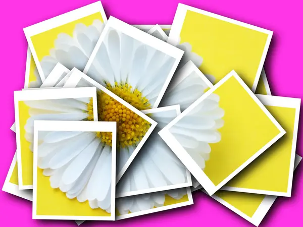 Collage, bellis perennis, daisy framför färgstarka bakgrund — Stockfoto