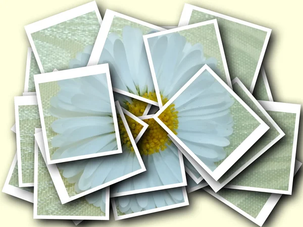 Collage, bellis perennis, Gänseblümchen vor buntem Hintergrund — Stockfoto