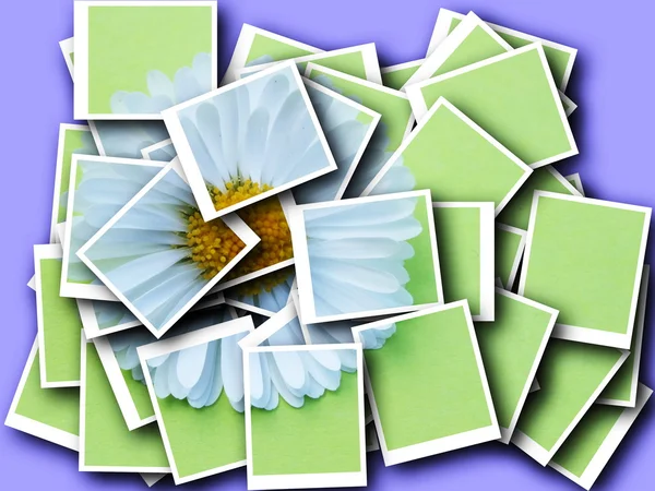Collage, bellis perennis, daisy voor kleurrijke achtergrond — Stockfoto