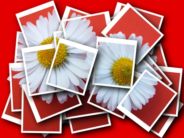 Collage, Bellis perennis, Margarita delante de fondo colorido — Foto de Stock