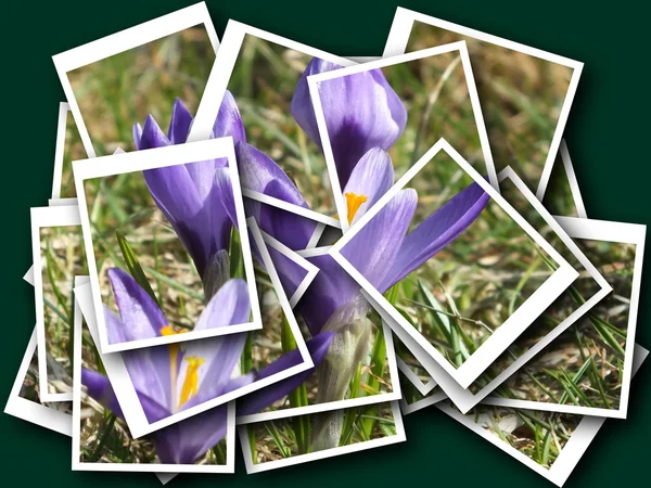 Collage de hermosa flor delicada —  Fotos de Stock