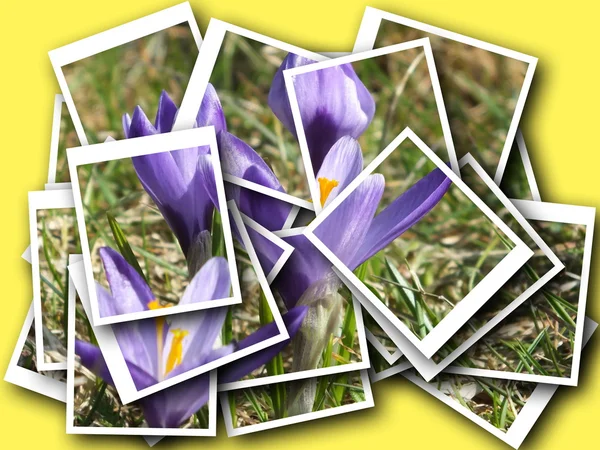 Collage de hermosa flor delicada —  Fotos de Stock