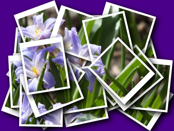 Collage aus schönen zarten Blüten — Stockfoto