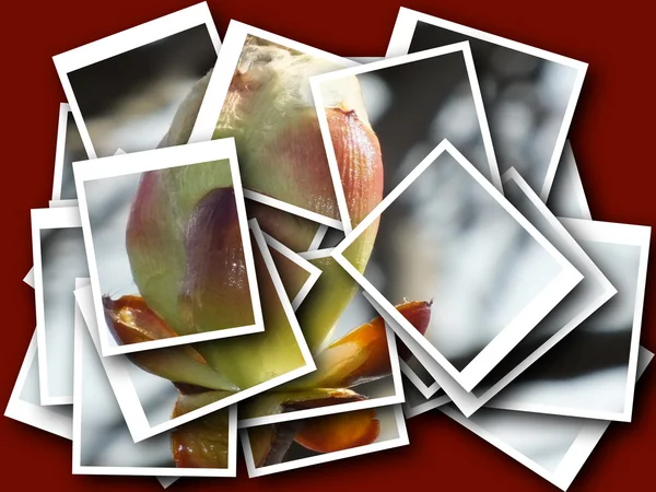 Collage av vackra ömtålig planta — Stockfoto