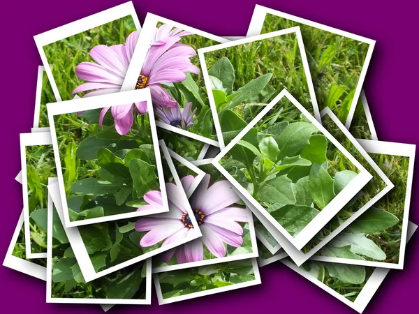 Collage van mooie delicate bloem — Stockfoto