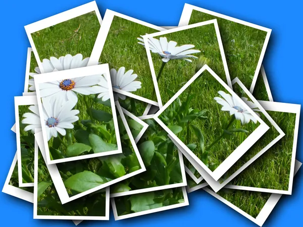 Collage van mooie delicate bloem — Stockfoto