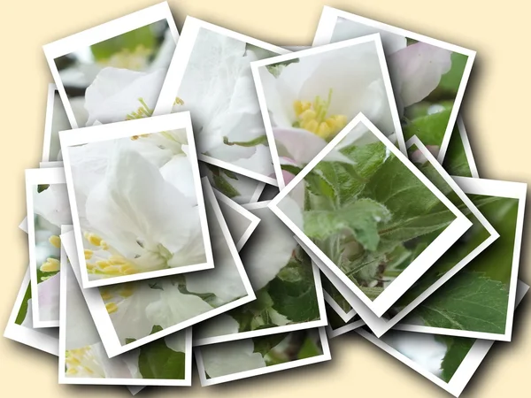 Collage de hermosa flor delicada —  Fotos de Stock