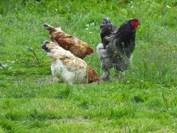 Κοτόπουλα ελεύθερης βοσκής, κότα, σε ένα χόρτο σε ένα ναυπηγείο — Φωτογραφία Αρχείου