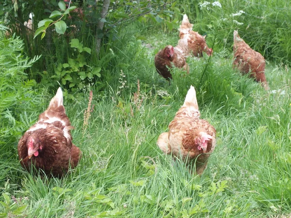 Цыплята, курица, на траве во дворе — стоковое фото