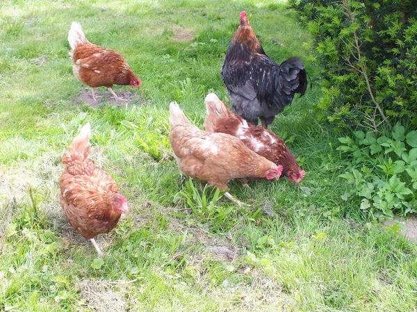Цыплята, курица, на траве во дворе — стоковое фото