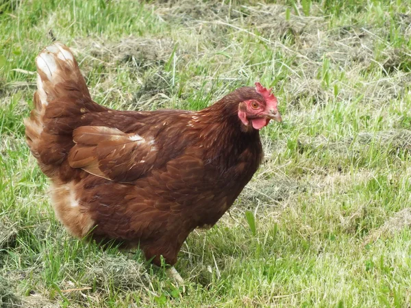 Free range chickens, hen , on a grass in a yard — Stock Photo, Image