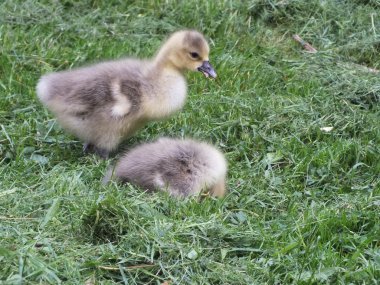 Tatlı küçük daisy yeşil çayır üzerinde