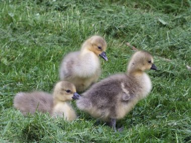 Tatlı küçük daisy yeşil çayır üzerinde