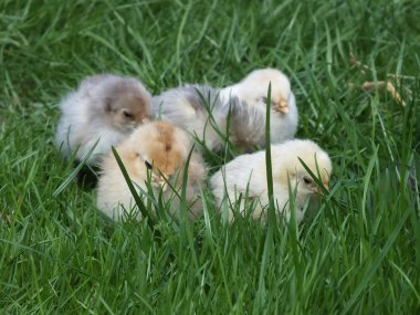 Ücretsiz aralığı tavuk, tavuk, bir bahçede çimlerin üzerine