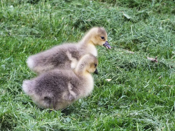 Süßes Gänseblümchen auf der grünen Wiese — Stockfoto