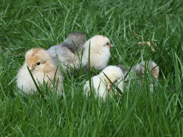 免费范围鸡、 母鸡在院子里的草坪上 — 图库照片