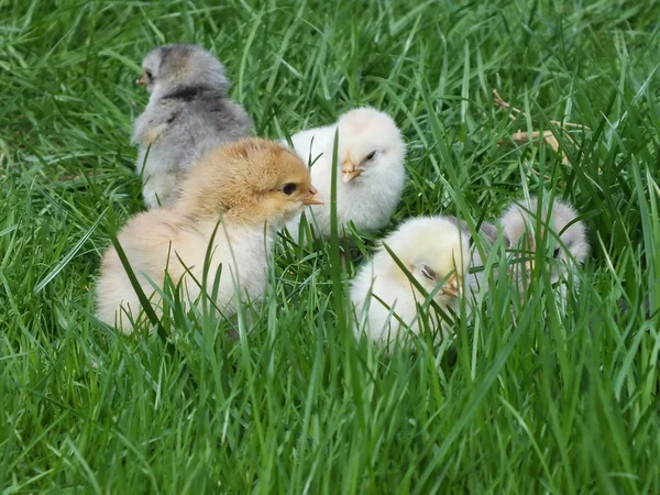 Polli ruspanti, gallina, su un'erba in un cortile — Foto Stock