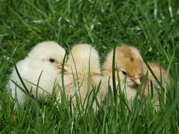 Freilandhühner, Henne, auf einer Wiese im Hof — Stockfoto