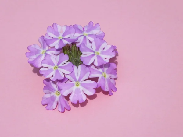 Pojedynczy kwiat, kolorowe, nowoczesne — Zdjęcie stockowe
