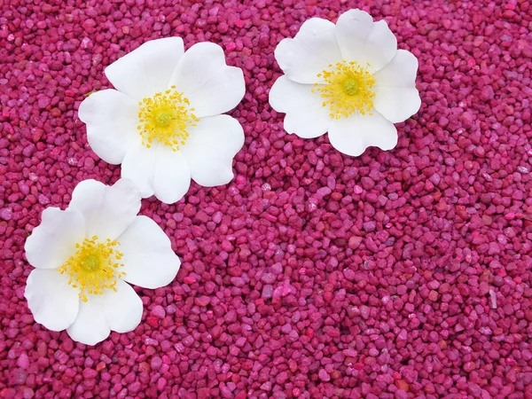 Single blossom colorful, modern — Stock Photo, Image