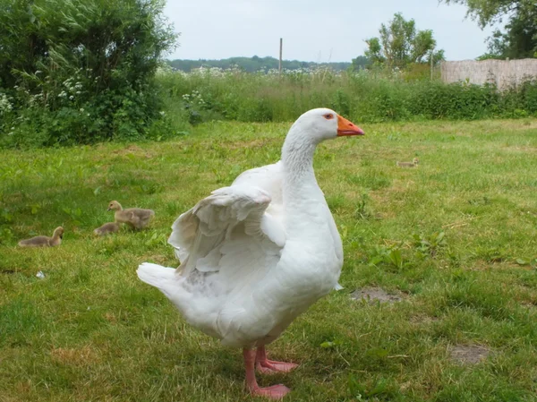 Süßes Gänseblümchen auf der grünen Wiese — Stockfoto