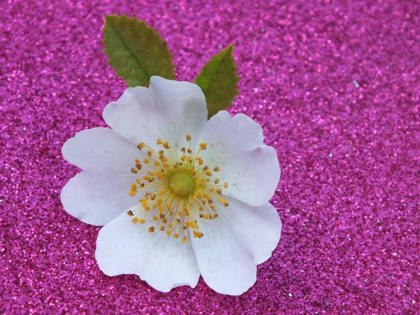Jediného květu, barevné, moderní — Stock fotografie