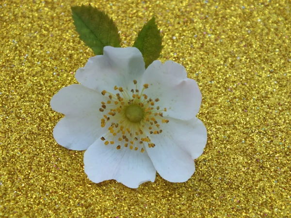Flor única colorido, moderno — Foto de Stock