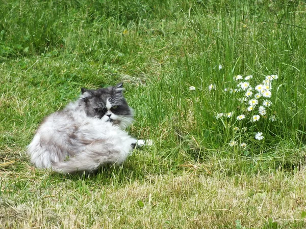 Çiçek çayır üzerinde yatan yaşlı kedi. — Stok fotoğraf