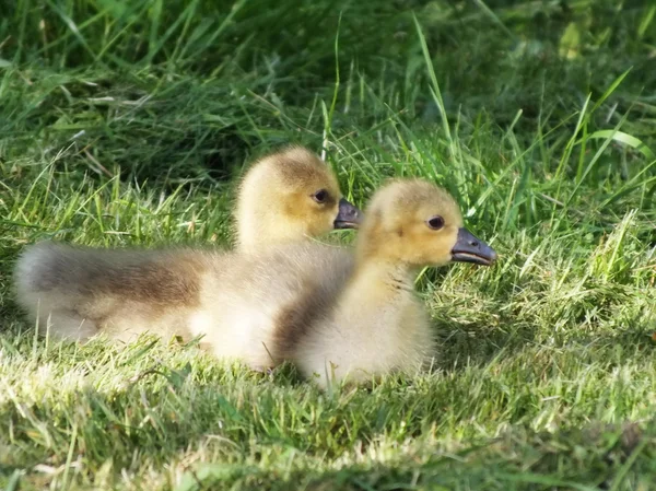 Süßes Gänseblümchen auf der grünen Wiese — Stockfoto