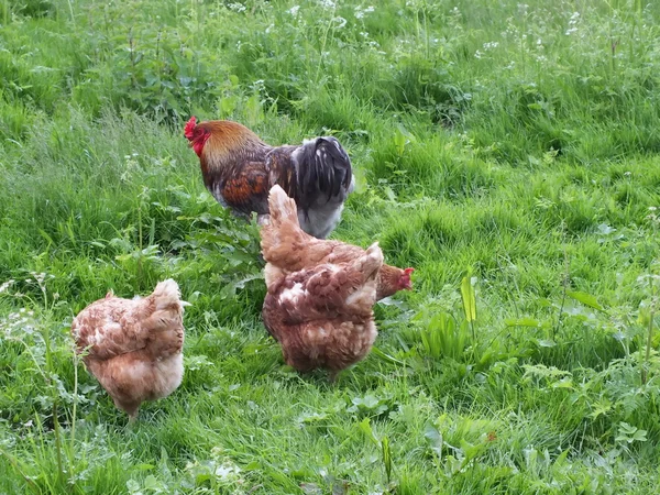 Gallinas de campo libre, gallina, en una hierba en un patio —  Fotos de Stock