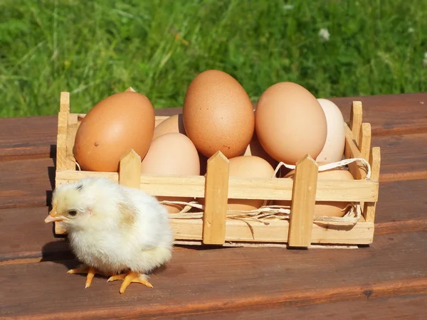 Œufs de Pâques au poulet avec des fleurs — Photo