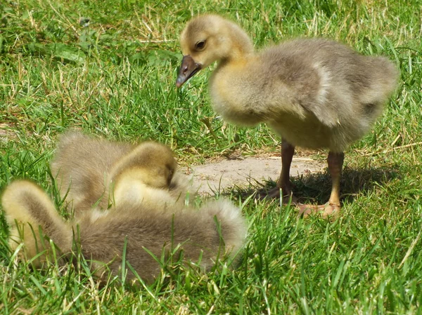 Süßes Gänseblümchen auf der grünen Wiese — Stockfoto