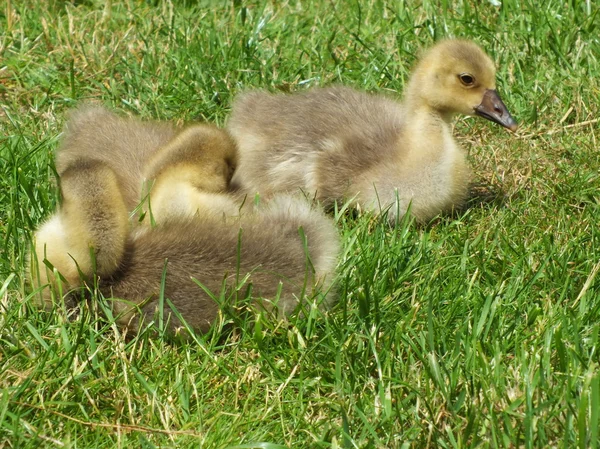 Süßes Gänseblümchen auf der grünen Wiese — Stockfoto