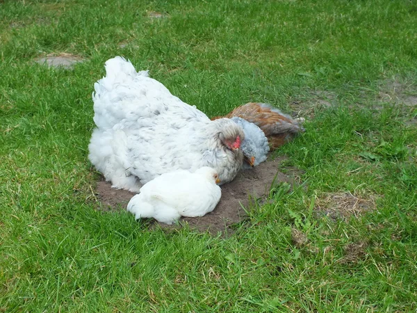 Pollos jóvenes y felices cultivados en la granja —  Fotos de Stock