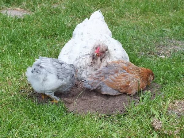 Mutlu genç tavuklar çiftlikte yetiştirilen — Stok fotoğraf