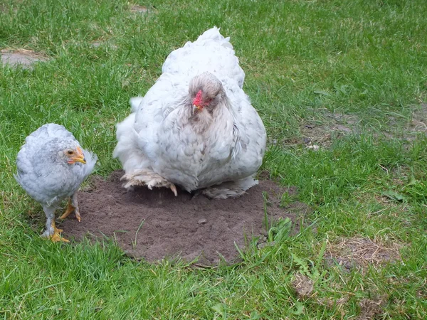 Glada unga kycklingar som odlas på gården — Stockfoto