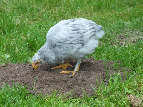 Happy young chickens grown on the farm — Stock Photo, Image