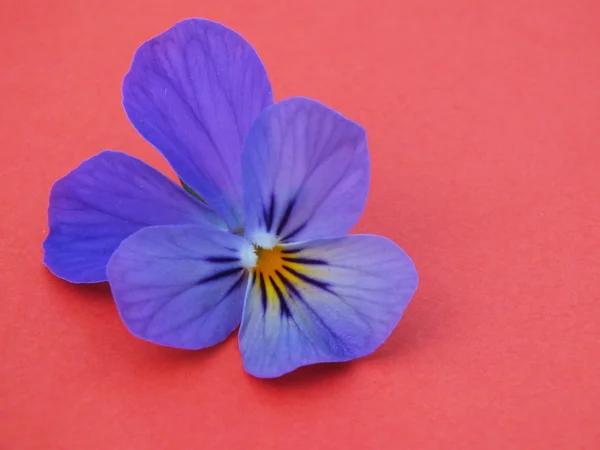 Single blossom colorful, modern — Stock Photo, Image