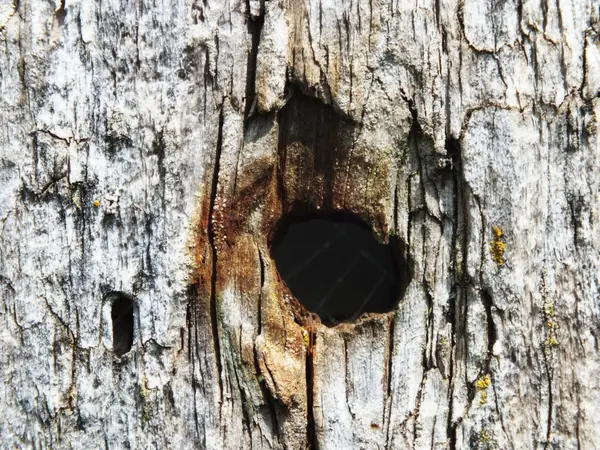 Vom Wetter als alter Holz-Hintergrund signiert — Stockfoto