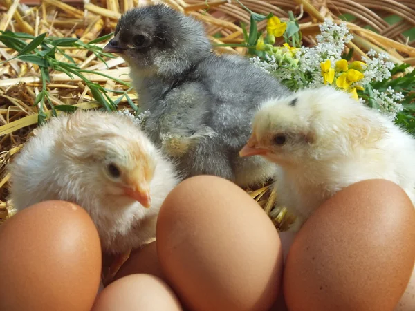 Œufs de Pâques au poulet avec des fleurs — Photo