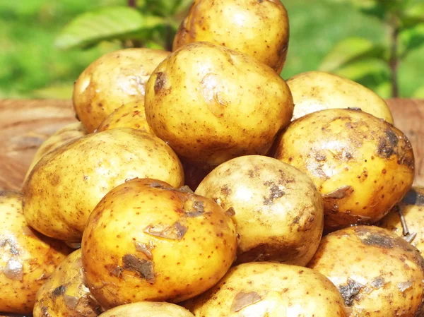Bio giovani patate bollite su una tavola di quercia — Foto Stock