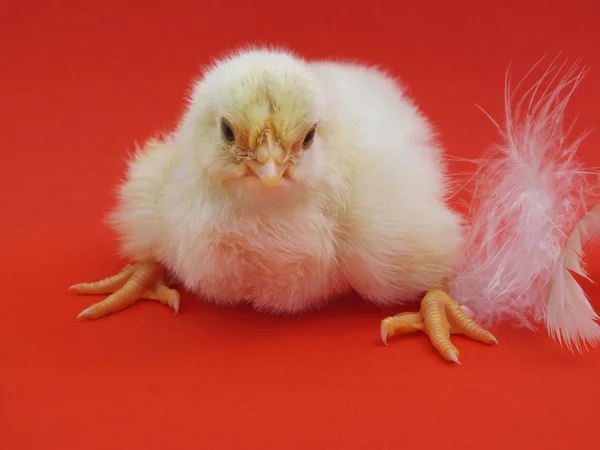 Lever kyckling kycklingar — Stockfoto