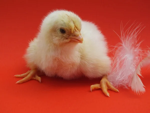 Ζουν οι νεοσσοί κοτόπουλο — Φωτογραφία Αρχείου