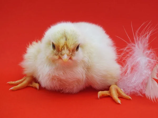 Living chicken chicks — Stock Photo, Image
